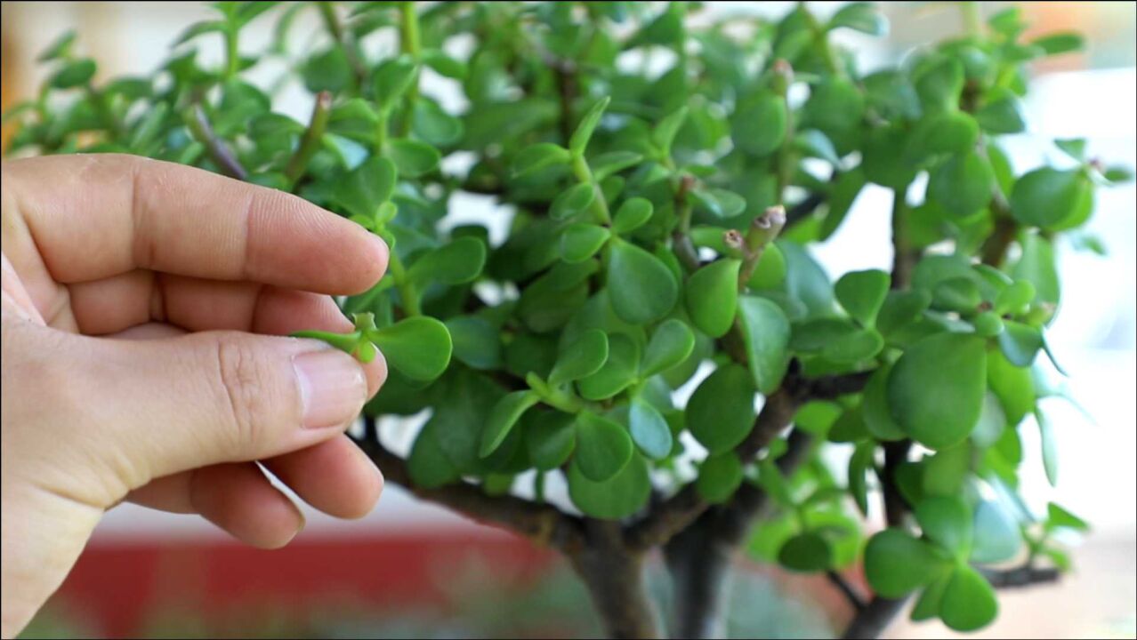 修剪花卉學問大,8個修剪