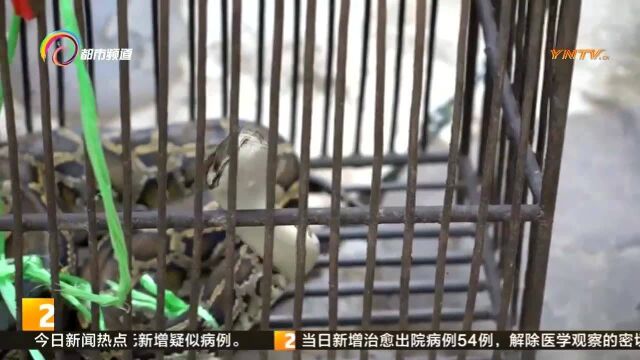 网纹蟒现身村民家中,民警出手捕捉帮排险