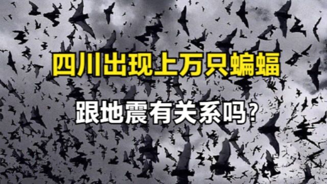 四川出现漫天蝙蝠,为何会发生这种现象?天气要大变了吗?#知识ˆ’知识抢先知#