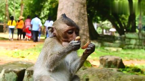 实拍小猴吃花生全过程,不得不说猴子是高智商的动物,厉害