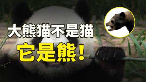 大熊猫祖先被逼无奈，走上食草生活，却意外活到现在成了国宝