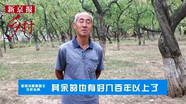 泥河沟村千年枣树丰收 百年窑洞花甲老人留守