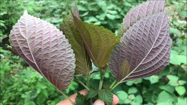 民间传奇植物“紫苏”,用途这么多?家中常备,省钱又实用