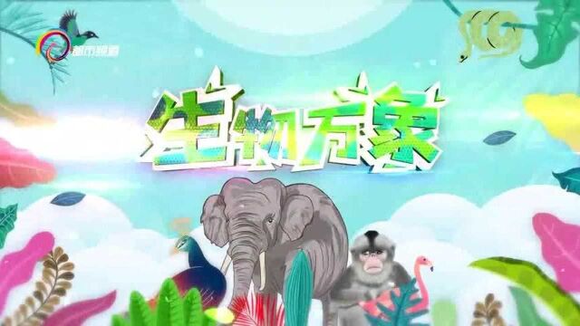 身边的生物万象