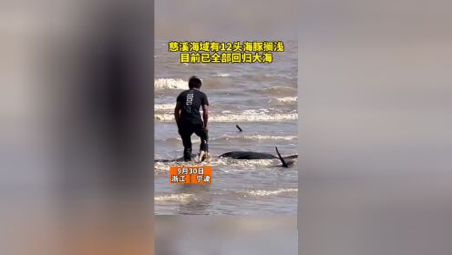 宁波慈溪海域有12头海豚搁浅，现已全部回归大海