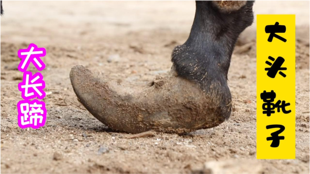驴蹄严重变形弯曲,走路一瘸一拐的,师傅精修细剪解除了它的痛苦