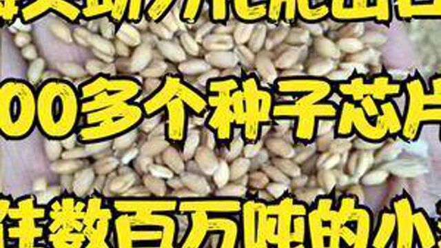 种子是农业的芯片,国内200多个小麦品种却挡不住数百万吨的进口!