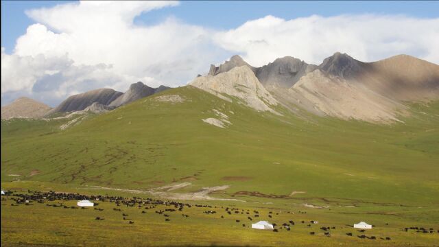 青藏高原藏族牧民四季游牧 到达秋季牧场 高山草原风景如画