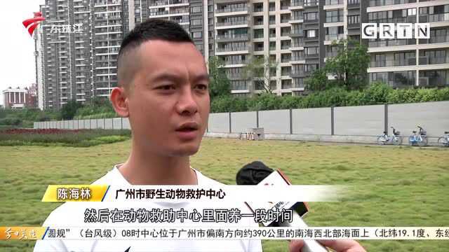 广州:街坊晨练捡到“白鸟” 竟是国家保护动物