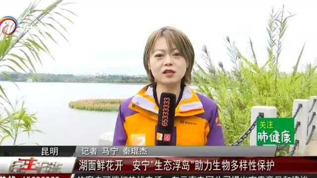 湖面鲜花开!安宁“生态浮岛”助力生物多样性保护