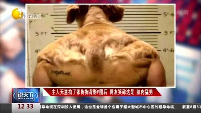 主人无意拍了张狗狗背影P图后,网友笑称这是:肌肉猛男