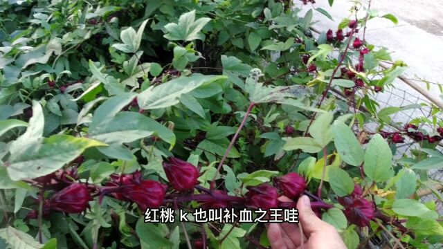 奶奶种了几株“狗骨豆”如今长到30多米,越看越不对劲,什么品种