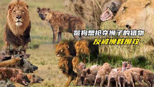 纪录片：鬣狗抢夺狮子猎物，结果反被群殴，鬣狗带族群复仇