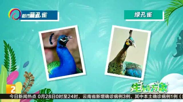 生物万象:比大熊猫还珍稀的“龙鸟”绿孔雀