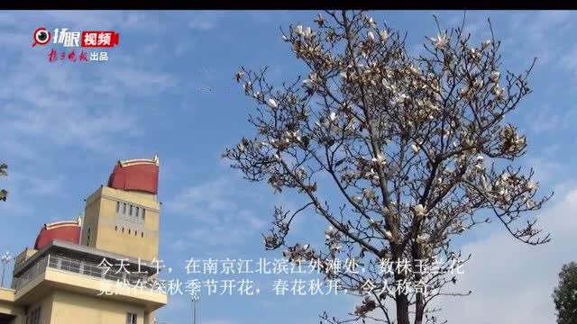 【视频】南京江北滨江外,玉兰春花秋开令人称奇