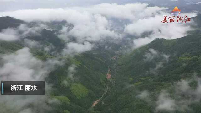 这么多野生菌,你都见过吗?有种快乐叫上山采菌子