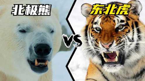 北极熊VS东北虎，谁才是北半球真正王者，最强的陆地食肉动物？