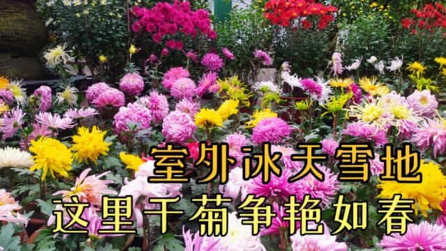 室外冰天雪地,这里千菊争艳如春,打卡吉林江南公园菊花展