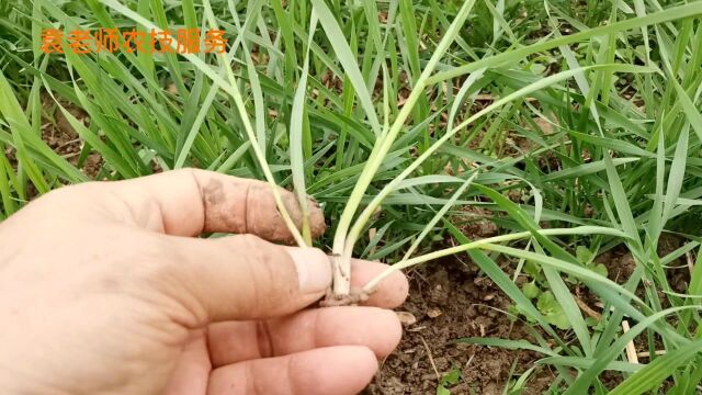 这个除草剂小配方,专治节节麦等10多种禾本科杂草,安全又高效