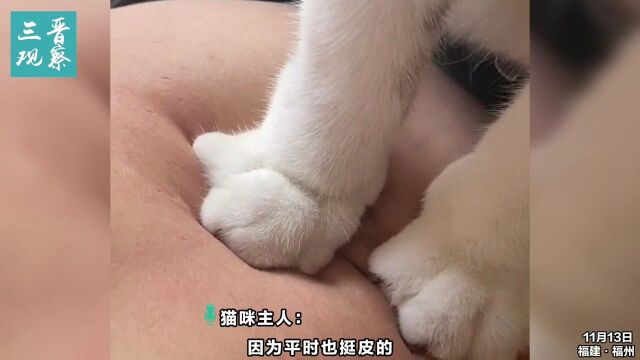 福州一猫咪给主人踩奶,顺便把“针灸”也做了!网友:这多少有点个人恩怨!