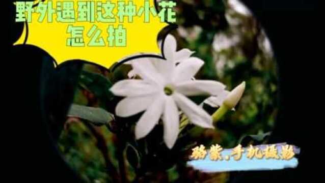 不知名的小野花,手机摄影