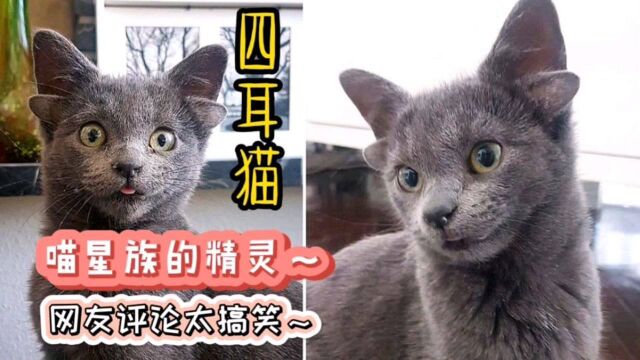 土耳其四耳猫~新网红猫咪似精灵!网友评论太搞笑!