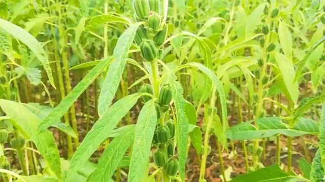 种植芝麻高产秘诀,芝麻顶部去头籽饱梭稠,遇强降雨也不会减产