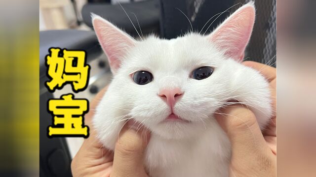 羞羞脸!小猫咪这么大了还要妈妈哄睡觉?