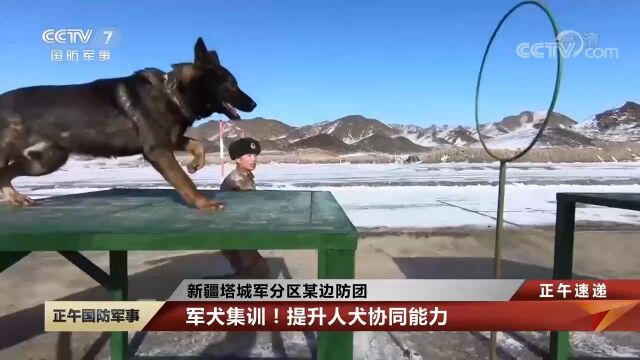 当军犬遇上兵,多课目人犬协同训练燃爆了!