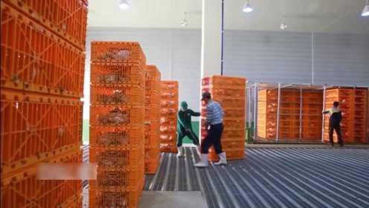 德国全自动化杀鸡流水线，每小时屠宰分割12000只鸡_高清1080P在线观看平台_腾讯视频