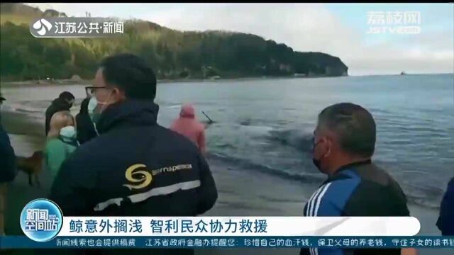 救助搁浅鲸!7米长鲸意外搁浅 智利民众协力救援