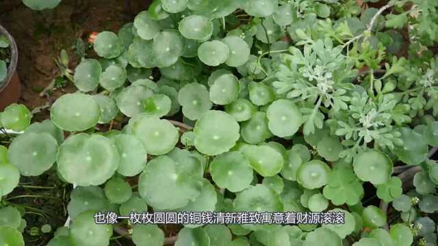 7种吉祥花,适合养在家里,一帆风顺鸿运当头,日子越过越红火