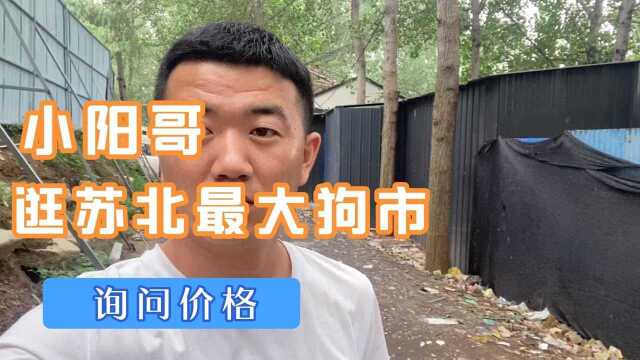 小阳哥逛狗市咯,了解宠物的最新价格