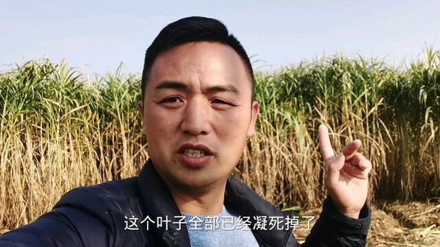 冬季皇竹草能顺利过冬吗?湖南温度这么高,没想到会成这样