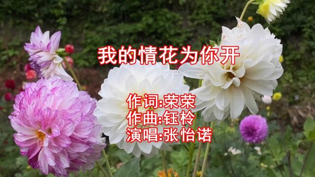 张怡诺一曲《我的情花为你开》歌声醉人心扉,太好听了