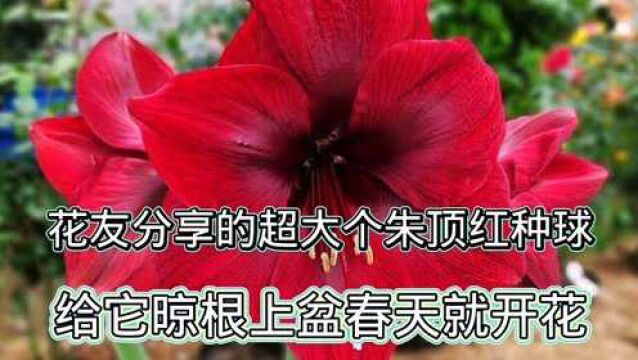 花友分享的超大个朱顶红种球,给它修根上盆春天就开花