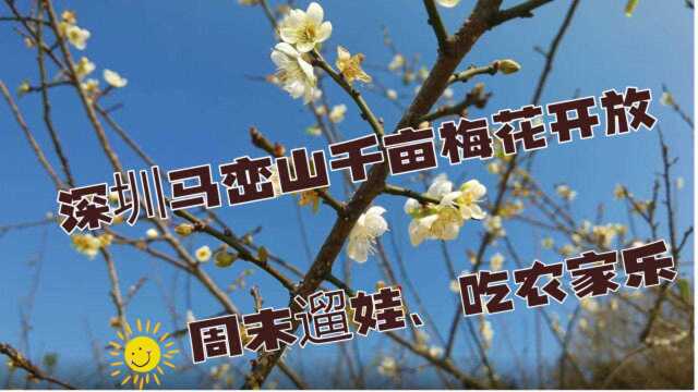 深圳马峦山千亩梅花已开放,周末看风景遛娃逛马峦古村落吃农家菜