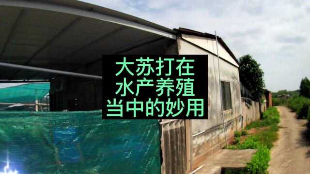 大苏打,是养殖神器!但是也不能随便乱用!使用技巧在此!