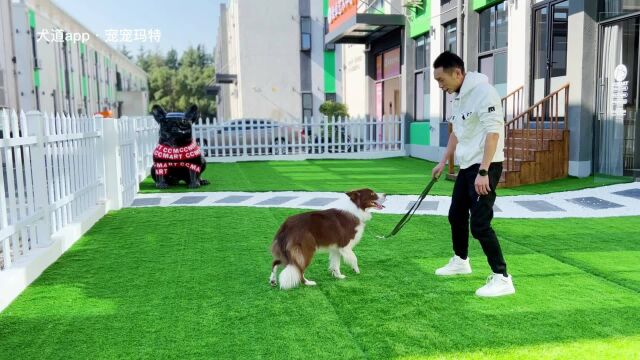 边牧十七正式开始训练,三五六八走起,但是要先教会它原地靠 #犬道app #上海训犬师