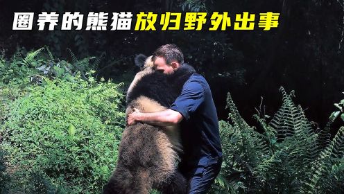 真实纪录：熊猫宝宝从圈养放回野外的全过程，离开人后还是出事了