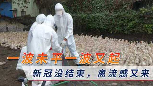 疫情“不同寻常”?以色列5000多只鹤死亡,数万只产卵鸡将被扑杀