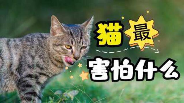 猫最害怕什么?是狗?是人?其实都不是!