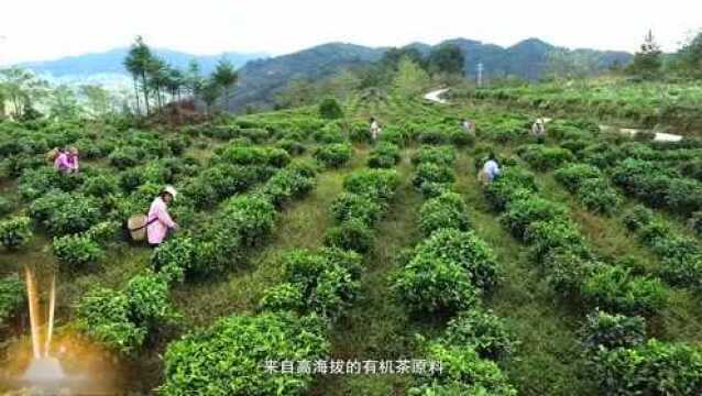 新沏的临沧“十大名茶” 您品过几个?