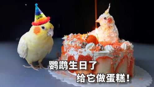 [图]给鹦鹉过生日是什么体验？