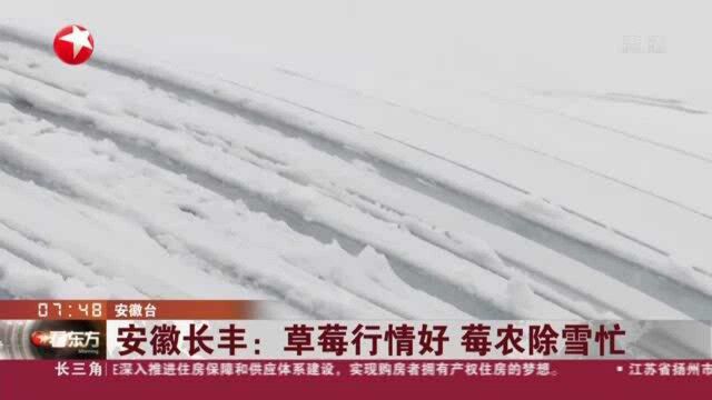 安徽长丰:草莓行情好 莓农除雪忙