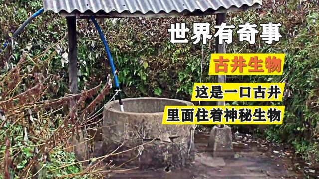 这口古井里住着神秘生物,半夜会发出奇怪的叫声,老人说它是井神