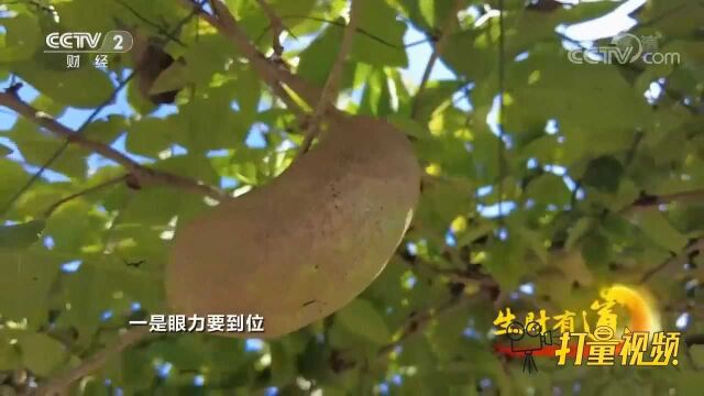 成熟后的瓜竟然会炸开,这种新式的水果叫八月瓜