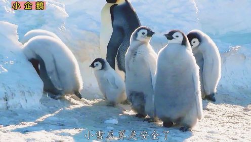 小企鹅：小企鹅从小不受待见，又萌又坚强，实现逆袭