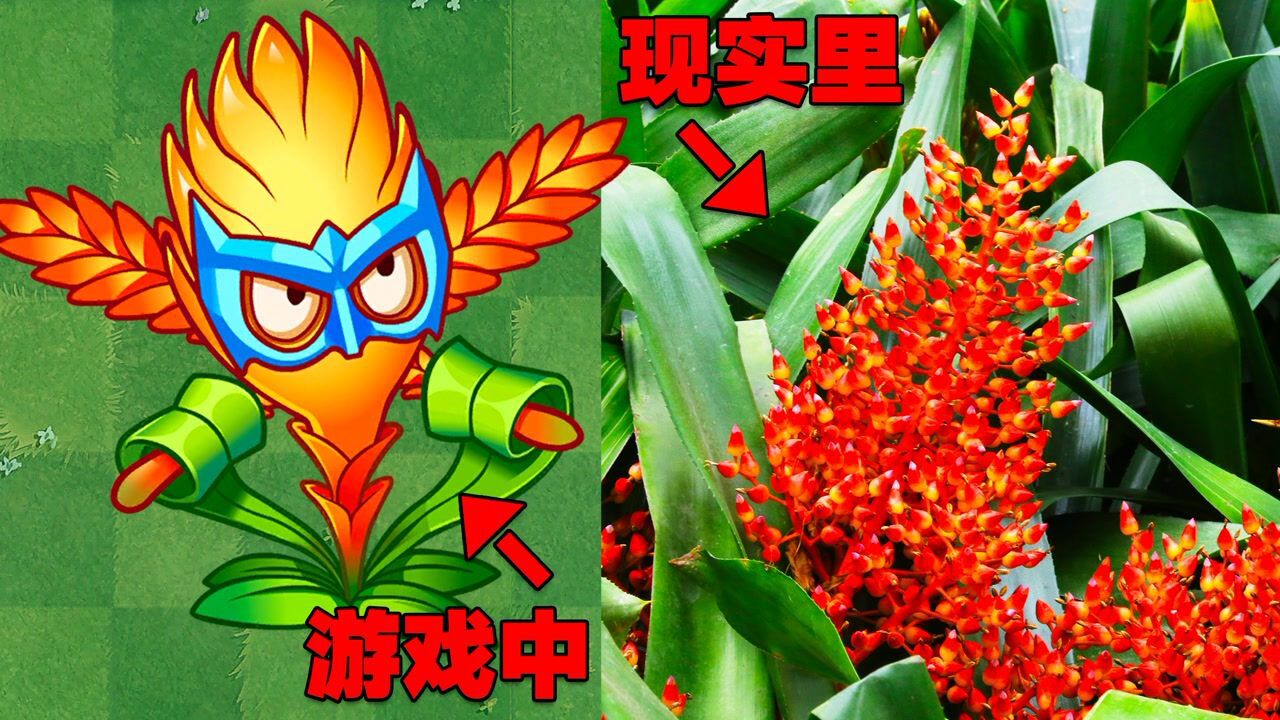 PVZ2:植物在现实中长啥样?凤梨链刃:原来我真的有“链刃”?_高清1080P在线观看平台_腾讯视频