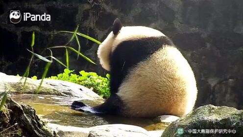 大熊猫泡jio的背影有多巴适